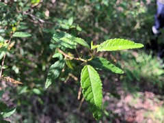 Acalypha eremorum
