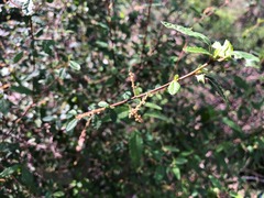 Acalypha eremorum