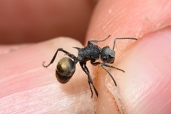 Polyrhachis senilis