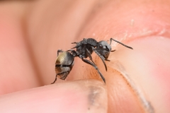 Polyrhachis senilis
