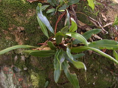 Elaphoglossum marginatum
