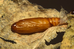 Notarcha tigrina