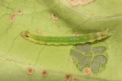 Notarcha tigrina