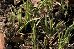 Carex shortiana