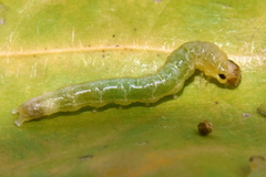 Notarcha tigrina