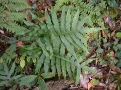 Selliguea echinospora