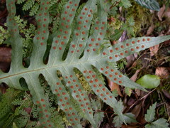 Selliguea echinospora