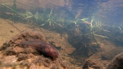 Leptobrachium hendricksoni