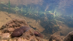 Leptobrachium hendricksoni