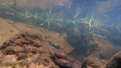 Leptobrachium hendricksoni