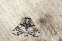 Aplotelia diplographa