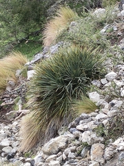 Aciphylla ferox