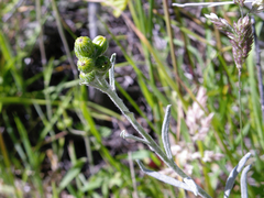 Senecio patagonicus