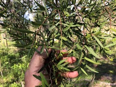 Denhamia cunninghamii