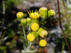 Senecio patagonicus