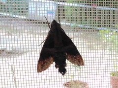 Macroglossum divergens