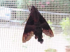 Macroglossum divergens