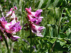 Vicia nigricans