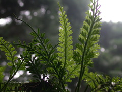 Asplenium prolongatum