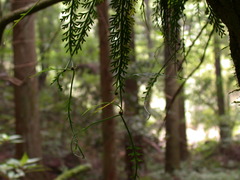 Asplenium prolongatum