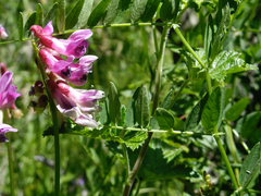 Vicia nigricans