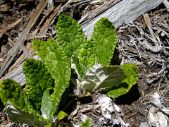 Adenocaulon chilense