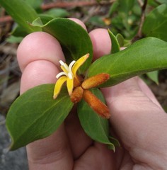 Persoonia laurina