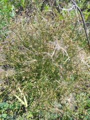 Trinia hispida