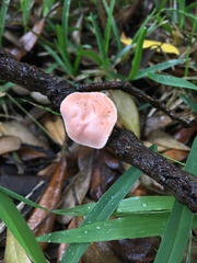 Aleurodiscus zealandicus