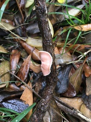 Aleurodiscus zealandicus