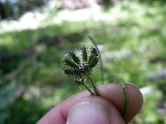 Adenocaulon chilense