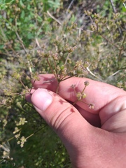 Trinia hispida