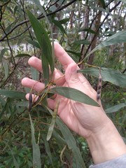 Acacia falcata