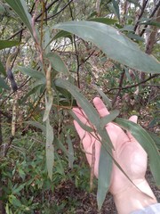 Acacia falcata