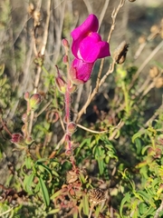 Antirrhinum majus