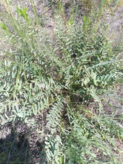 Astragalus buchtormensis