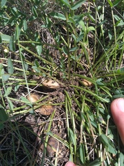 Astragalus buchtormensis