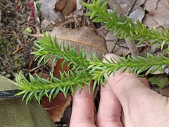 Phlegmariurus varius