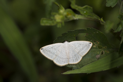 Lomographa percnosticta