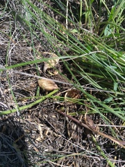 Astragalus buchtormensis