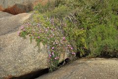 Carpobrotus virescens