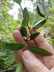 Leichhardtia suaveolens