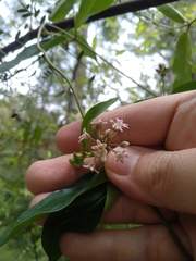 Leichhardtia suaveolens