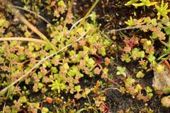 Hydrocotyle alata