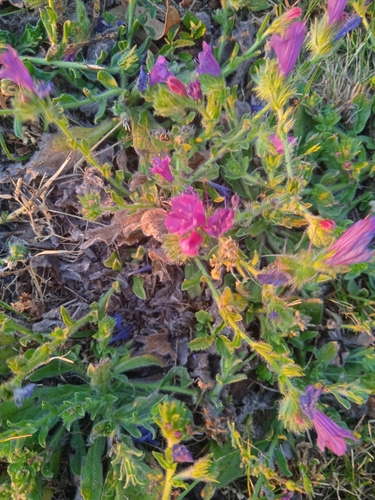 purple viper's-bugloss