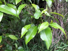 Excoecaria dallachyana