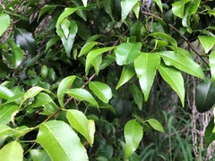 Excoecaria dallachyana