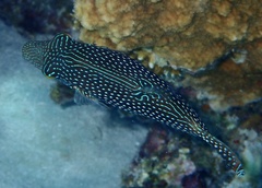 Canthigaster margaritata