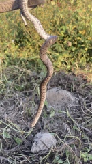 Pareas margaritophorus