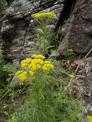Cassinia aureonitens